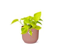 Epipremnum Pinnatum ‘Dorato Efeutute’ IN Elho Vibes Fold 14cm Rosa - Pflegeleic