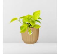 Epipremnum Pinnatum ‘Golden Pothos’ - Pratico Pianta da Camera Im Elho Vibes