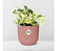 Epipremnum Pinnatum Happy Foglia Im Elho Vibes Fold 14 CM IN Rosa Blumentöp