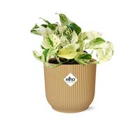 Epipremnum Pinnatum Happy Foglia Pianta da Camera Im Elho Vibes Fold 14cm Giallo