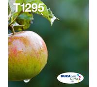 Epson Apple Multipack 4 colori