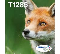 Epson Fox Multipack 4 colori EasyMail DURABrite Volpe T128 (EPSON T1285 MULTIPAC