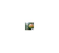 EPSON Multipack T1295 - Rosso - Nero, Ciano, Magenta, Giallo (C13T12954012)