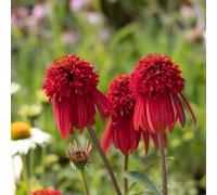 equinacea ufficio echinacea vaso per semi rampicante primaverili autunnali resistenti 75pcs