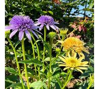 equinacea ufficio echinacea vaso semi rampicante autunnali resistenti 75pcs