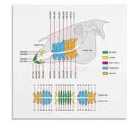 Equine Veterinary Poster Horse Teeth Dental Chart Anatomy Guide for Training Facility Barn Office(Framed,08x12inch(20x30cm))