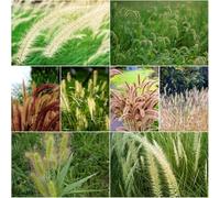 Equiseto - semi giardino pietre resistenti interni prodotti sostenibili resistenti all'aria aperta semi equisetto giardino 500 pezzi