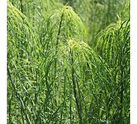 Equisetum hyemale - cola di cavallo balcone resistente decorazione verde ufficio giardino semi giardino verdi, interni stagno balcone con letti 65pcs