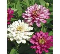 Equisite Zinnia 100+ sementi biological, a brilliant colour nitidi Seeds ONLY