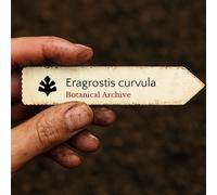Eragrostis curvula SEEDS - - SEMI Erba dell'amore piangente | Erba africana del