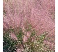Eragrostis spectabilis 1L - Estremamente resistente alla siccità