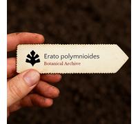 Erato polymnioides SEEDS - - SEMI Rosa di montagna | Erato