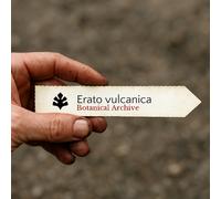 Erato vulcanica SEEDS - - SEMI Girasole di montagna | Margherita vulcanica