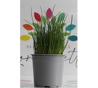 Erba Cipollina su vaso cm 14 in confezione da due piante