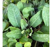 Erba San Pietro (Tanacetum balsamita) [Vaso Ø14cm]