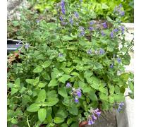 erbagatta jardín autunno resistenti medicinali resistenti bonsái semi selvatici perenni verdi selvatici 800pcs