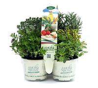 Erbe Aromatiche in Vaso Set di 6 Piante (vaso 9 cm): Rosmarino, Timo, Origano, Menta, Santoreggia, Lavanda
