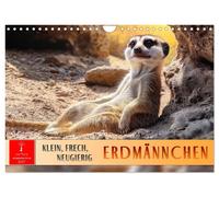 Erdmännchen - klein, frech, neugierig (Wandkalender 2027 DIN A4 quer), CALVENDO