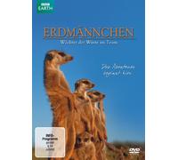 Erdmännchen - Wächter der Wüste im Team