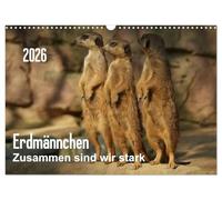 Erdmännchen - Zusammen sind wir stark / CH-Version (Wandkalender 2026 DIN A3 quer), CALVENDO Monatskalender: Bilder vom Erdmännchen-Alltag