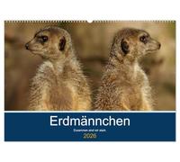 Erdmännchen - Zusammen sind wir stark (Wandkalender 2026 DIN A2 quer), CALVENDO Monatskalender: Bilder vom Erdmännchen-Alltag