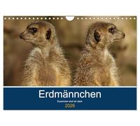 Erdmännchen - Zusammen sind wir stark (Wandkalender 2026 DIN A4 quer), CALVENDO Monatskalender: Bilder vom Erdmännchen-Alltag