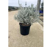 Eremophila nivea Arbusto Argentato, Vaso Ø30 cm, Altezza 60-70 cm | Giardino secco, Vivaio Garden Forest