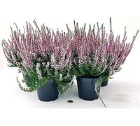 erica calluna ROSA 3 PIANTE V12CM, piante vere Terre di Romagna MAde In Italy