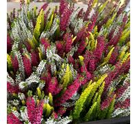 erica giardino biologiche balcone decorazione esotiche 400semi
