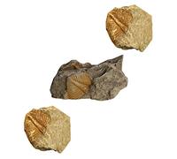 ERINGOGO 3 Pezzi esemplare fossile trilobato e proprio trilobito puntelli trilobiti decorazione trilobita oggetti di scena per l'insegnamento strumento didattico rocce