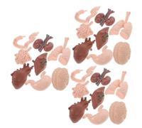 ERINGOGO 3 Set Modello Di Organo Umano Parti Del Corpo Per Puntello D'organo Anatomico Modello Di Insegnamento Degli Organi Giocattolo Di Anatomia Del Corpo Umano Plastica 8 Pezzi * 3