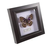 ERINGOGO Frame di foto del campione farfalla simulato frame del campione esemplare di farfalla simulato decorazione del desktop domestico arredamento esemplare porta espositore plastica