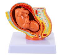 ERINGOGO Modello Embrione Uterino Femminile a Nove Mesi per Insegnamento Dettagli Realistici Adatto per Scuole Infermieristiche e Laboratori