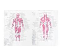 ERINGOGO Poster di Anatomia Dell'apparato Scheletrico e Muscolare 40x60cm Bianco per Decorazione e Insegnamento a Tema Festa o Parete Domestica