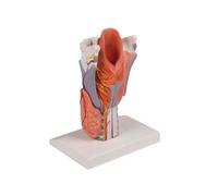 Erler Zimmer, modello anatomico di laringe, ingrandita 2 volte, in 5 parti G221