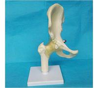 ERNZI Modello Dell'articolazione Umana Dell'anca╝1 Modello Anatomico Dell'articolazione Umana Dell'anca nella Dimensione Naturale╝Modello Scheletrico Dell'articolazione Umana Dell'anca per Uso Medico