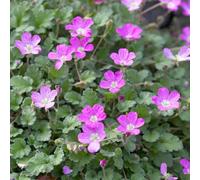 Erodium Bishop's Form - Pianta perenne da roccia alpina rosa magenta