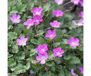 Erodium Bishop's Form - Pianta perenne da roccia alpina rosa magenta