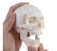 ERWEY Mini scheletro modello scheletro per lezioni di anatomia, modello scheletrico di un teschio umano con mascella mordibile, bianco