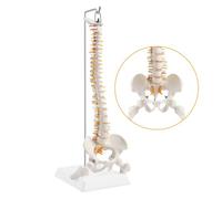 ERWEY Modello della colonna vertebrale umana, modello scheletrico della colonna vertebrale con colonna vertebrale, bacino, cosce, piedistallo e supporto per la ricerca medica in classe-45cm