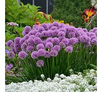 Esclusivo, gioco di colori unico, qualità invernale, resistente all'inverno, ideale per interni, multi-età, giardino, 15 Allium-J