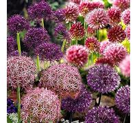 Esclusivo, gioco di colori unico, qualità invernale, resistente all'inverno, ideale per interni, più anni, giardino, 3 Allium-D