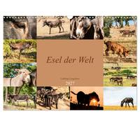Esel der Welt - Lieblings Langohren (Wandkalender 2027 DIN A3 quer), CALVENDO Mo