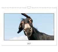 Esel Lebensfreude - Spaß mit Langohren (Wandkalender 2027 DIN A4 quer), CALVENDO