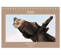 Esel - Sixtus Loreley (Tischkalender 2026 DIN A5 quer), CALVENDO Monatskalender: Die Magie eines außergewöhnlichen Esels