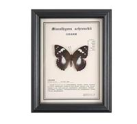 Esemplare Autentico di Farfalla sotto Vetro, Montato all'Interno di Una Cornice di Legno Nero squisitamente Realizzata (23 x 18 cm)(J)