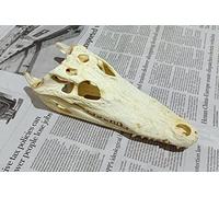 Esemplare di Animale Tassidermizzato Esemplare di Cranio di Animale Vero Collezione di Teschi (1 Pezzo Coccodrillo)