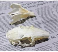 Esemplare di Animale Tassidermizzato Teschio di Animale Vero Collezione di Teschi (2 Pezzi Coniglio)