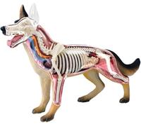 Esemplare di scheletro animale, modello anatomico di cane in 4D con biologia staccabile, scheletro di Canis lupus, 29 parti, for dimostrazione didattica sugli animali e formazione veterinaria.
