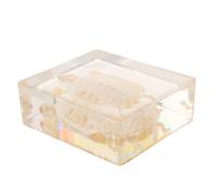 Esemplare Di Scheletro Tartaruga Brasiliana Animale Mini Scheletri